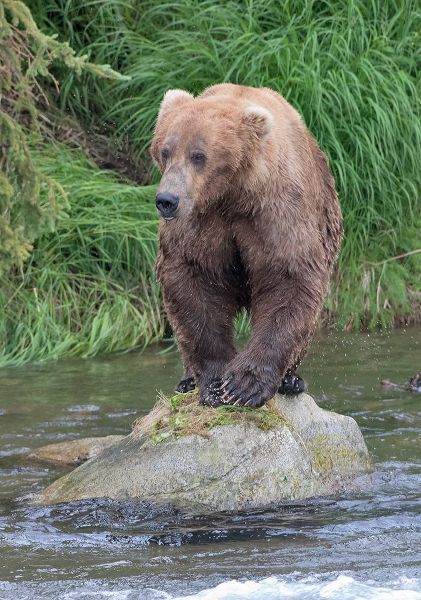 Su, Keren 아티스트의 Brown Bear catching salmon in Brooks River-Katmai National Park-Alaska-USA작품입니다.